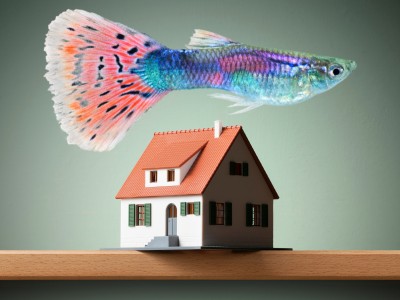 Generation Guppie – are you giving up on owning property? 