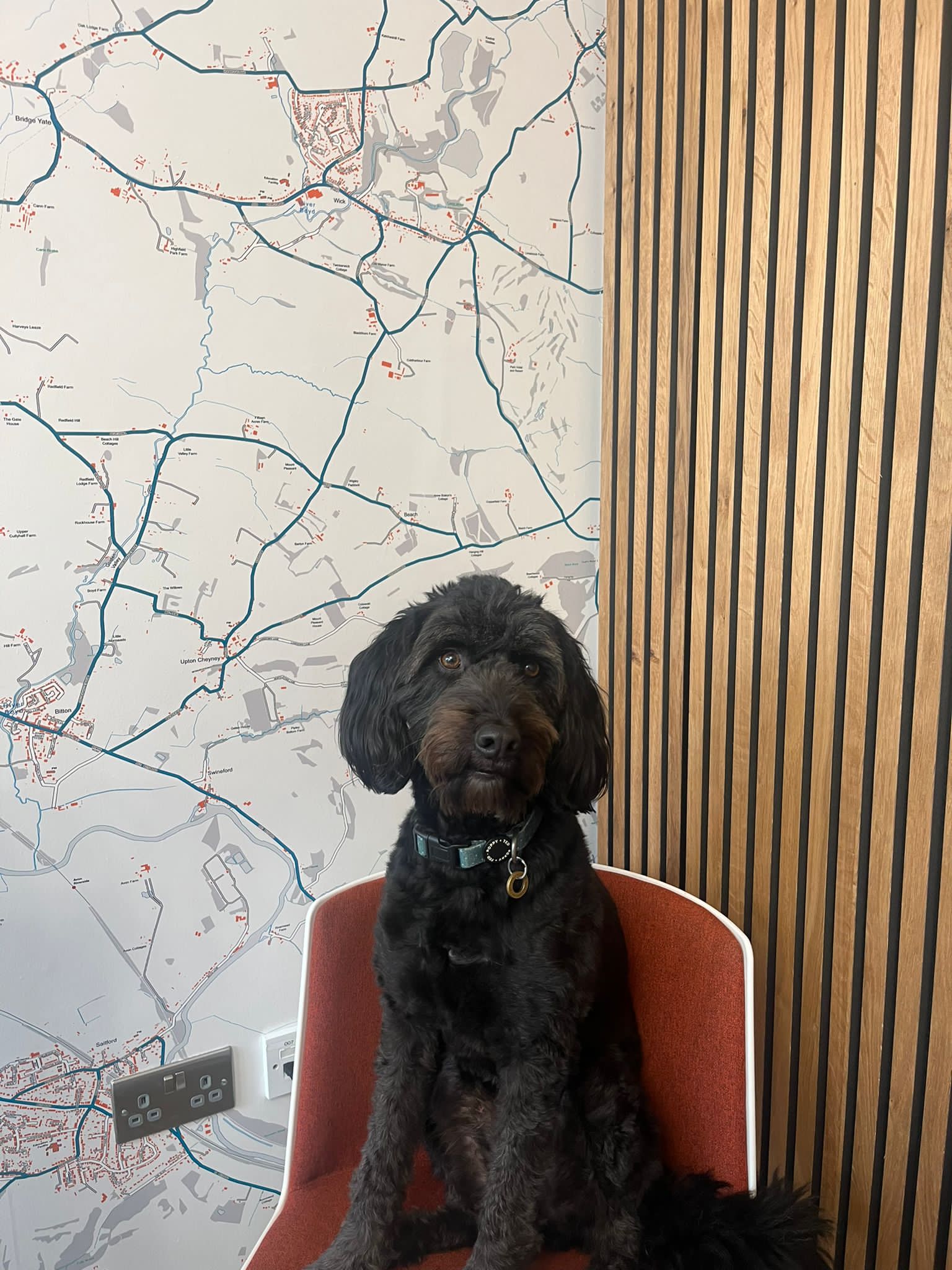 Norman , Head Office Dog
